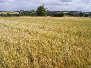 Field of rye (Alan Tattersall, Creative Commons 2.0)